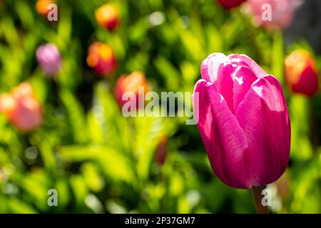 A pink tulip captures the attention on the right side, with a blurred floral bed in the background and copy space on the left, representing beauty. Stock Photo