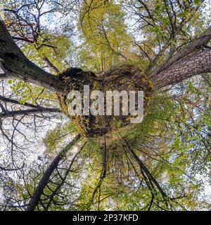 Spherical abstract aerial view in forest with clumsy branches in gold autumn. tiny planet transformation of spherical panorama 360 degrees. Curvature Stock Photo