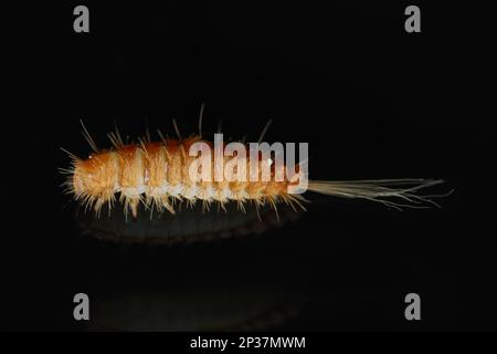 Larva, larvae of carpet beetle Anthrenus, Trogoderma, Attagenus, Dermestidae, Skin beetles family a synanthropic pest which lives in houses and apartm Stock Photo