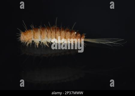 Larva, larvae of carpet beetle Anthrenus, Trogoderma, Attagenus, Dermestidae, Skin beetles family a synanthropic pest which lives in houses and apartm Stock Photo