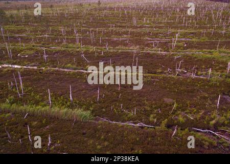 Drone photography of swampy area and dead and decaying trees during summer evening Stock Photo