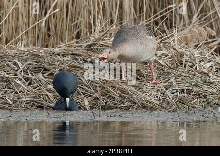 A Greylag goose shouting at two Coots mating on it's nest at RSPB Lakenheath fen in Norfolk England Stock Photo