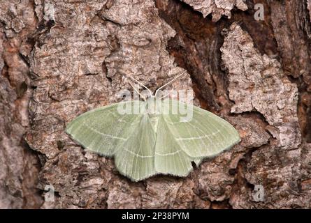 Light emerald (Campaea margaritaria), Ovronnaz, Valais, Switzerland Stock Photo