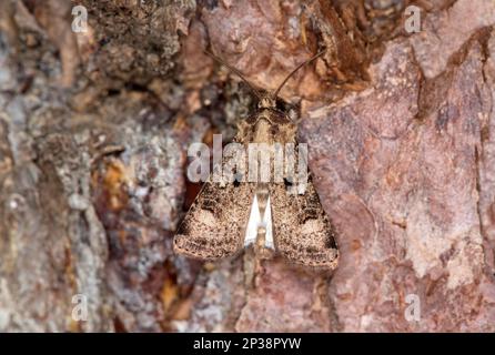 Crescent Dart (Agrotis trux), Ovronnaz, Valais, Switzerland Stock Photo