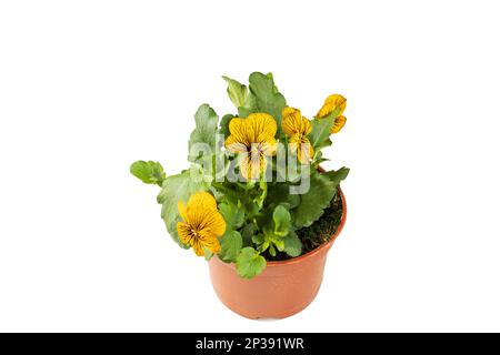 Close-up of an ornamental pansy plant in a container ready for spring planting. Isolate on white backgrounds Stock Photo