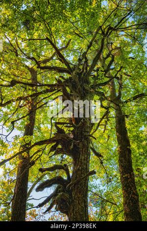 Strange eerie looking spooky tree with twisted, crooked branches without leaves against two other with green foliage. Stock Photo