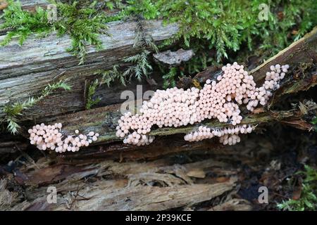 Arcyria ferruginea, early stage of candy slime mold from Finland, no common English name Stock Photo