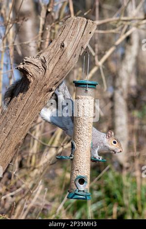 Grey squirrel (Sciurus carolinensis) feeding on seeds from a bird feeder at a nature reserve, West Sussex, England, UK Stock Photo