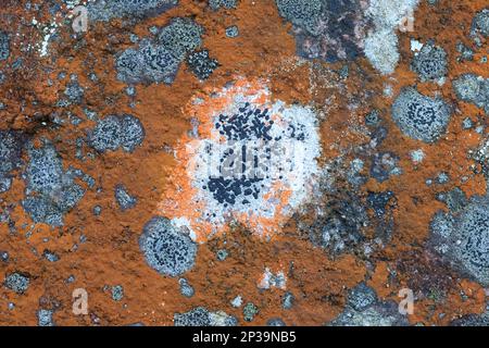 Orange colored Trentepohlia aurea, a terrestrial green alga, growing on limestone surface together with black Rhizocarpons or map lichens Stock Photo