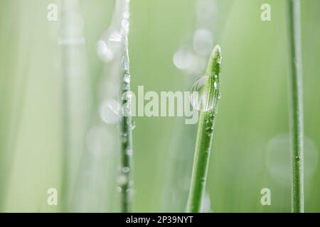 Green grass close-up super macro shooting abstract background. Stock Photo