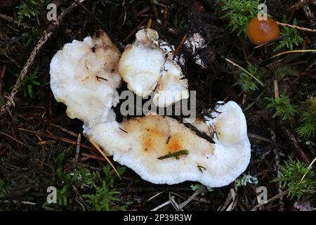 Postia fragilis, known as the Brown-staining Cheese Polypore, brown rot fungus from Finland Stock Photo