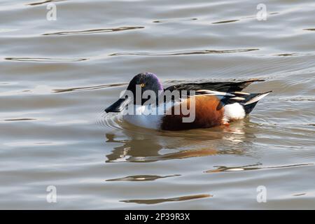 Northern shoveler (Anas clypeata or alternately called Spatula clypeata) male duck, West Sussex, England, UK Stock Photo