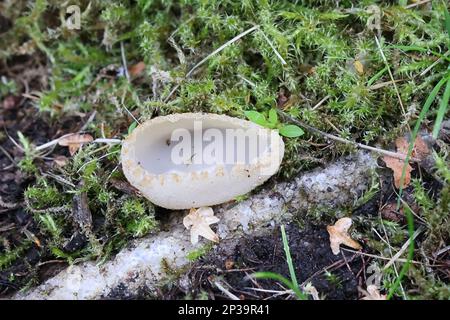 Tarzetta catinus, also called Galactinia pustulata or Peziza pustulata, commonly known as Greater Toothed Cup fungus, wild mushroom from Finland Stock Photo