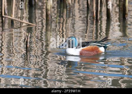 Northern shoveler (Anas clypeata or alternately called Spatula clypeata) male duck, Warnham Nature Reserve, West Sussex, England, UK Stock Photo