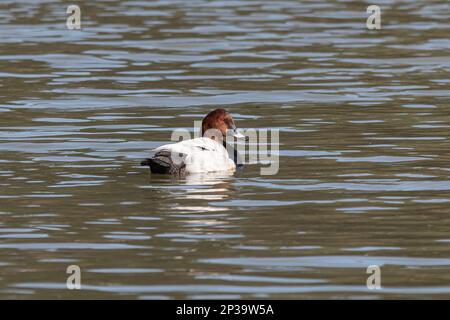 Pochard duck (Aythya ferina), male bird, swimming on a lake during spring, England, UK Stock Photo