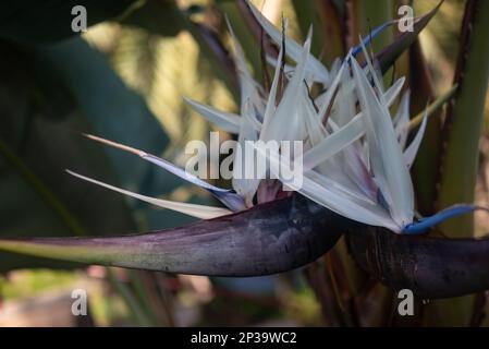 Mostly blurred tropical flowers closeup. White bird-of-paradise tree Stock Photo
