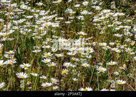 Wild summer flowering meadow, flower head with white petals. White flowers of wild daisies among the green grass close-up in the sun Stock Photo