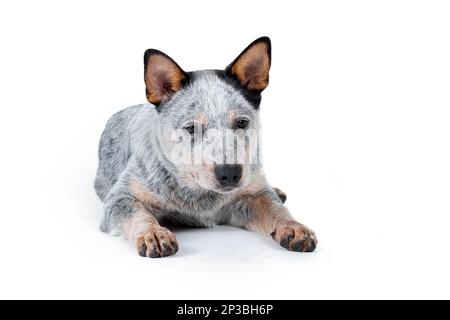 Cute little blue heeler or australian cattle dog puppy lying down on white background. Isolated pet portrait. Stock Photo
