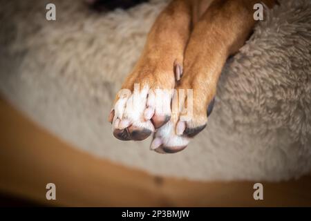 Dog's paws Stock Photo