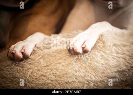 Dog's paws Stock Photo