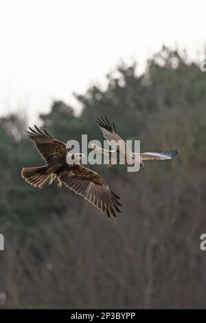 Marsh Harrier (Circus aeruginosus) pair flying together Cley Marshes Norfolk UK GB March 2023 Stock Photo