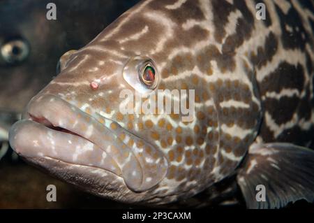 Black Grouper 45 degrees to camera close-up Stock Photo