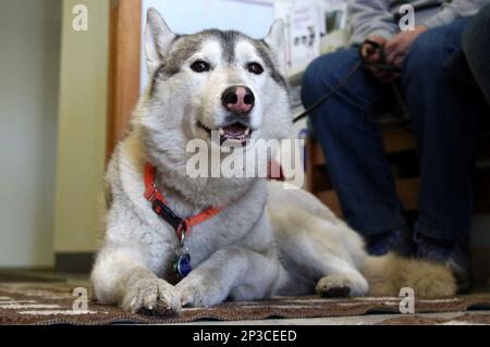 Largest siberian best sale husky on record