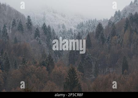 shades of snow on the forest in winter, landscape after a small snowfall Stock Photo