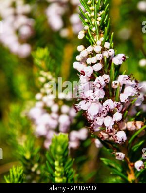 Close up of White heather (Erica vagans); Cornwall Stock Photo