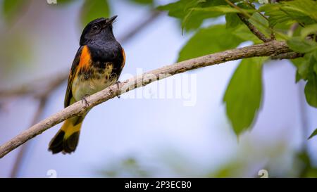 A closeup of an American redstart bird on a tree branch during Spring migration at Magee Marsh area Stock Photo