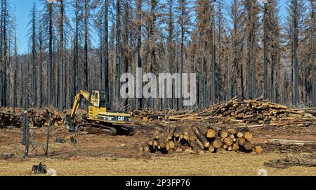 CAT 322 Tracklayer Forest Machine, heel boom,  sorting burned logs,  forest fire cleanup, effecting young Douglas Fir, Ponderosa & Sugar Pine forest. Stock Photo