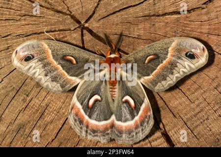 Male Cecropia Moth - Hyalophora cecropia Stock Photo