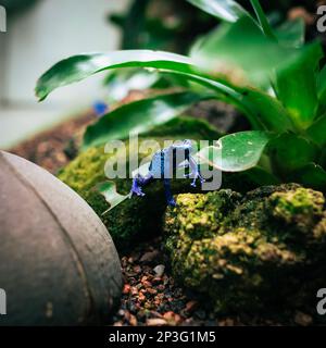 Blue poison dart frog. It's darker on the limbs and belly and overlaid with black spots or patches, especially on the head and back. The photo was tak Stock Photo