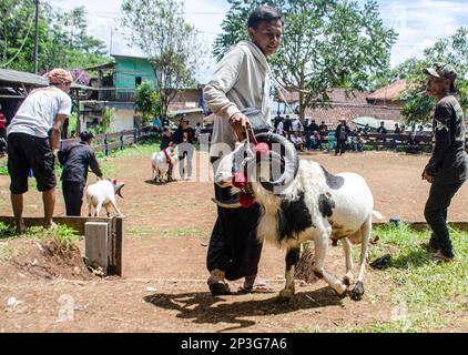 Bandung, Indonesia. 5th Mar, 2023. A man holds his ram before it participates in a traditional ram fighting, which is part of the Sundanese culture, in Cimenyan village, Bandung, West Java, Indonesia, March 5, 2023. Credit: Septianjar Muharam/Xinhua/Alamy Live News Stock Photo