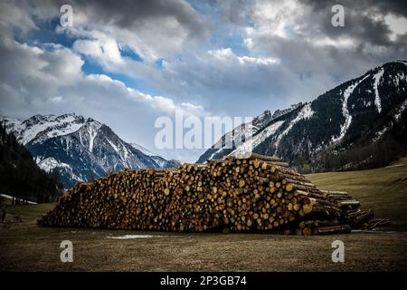 Massive log pile of Pine tree trunks, logging and timber production at the Grossglockner Pass in Austria Stock Photo