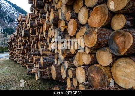 Massive log pile of Pine tree trunks, logging and timber production at the Grossglockner Pass in Austria Stock Photo
