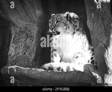 Snow Leopard Calgary Zoo Alberta Stock Photo