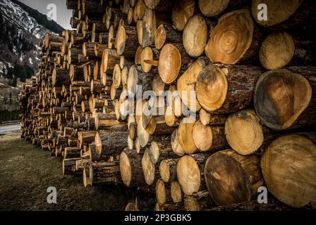 Massive log pile of Pine tree trunks, logging and timber production at the Grossglockner Pass in Austria Stock Photo