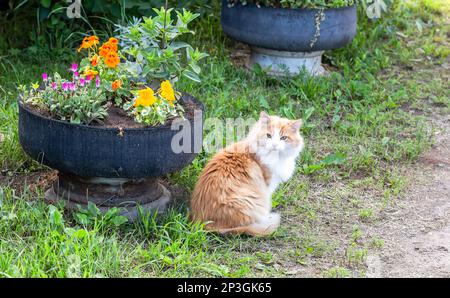 Red cat sits on green grass next to a flower bed in summer Stock Photo