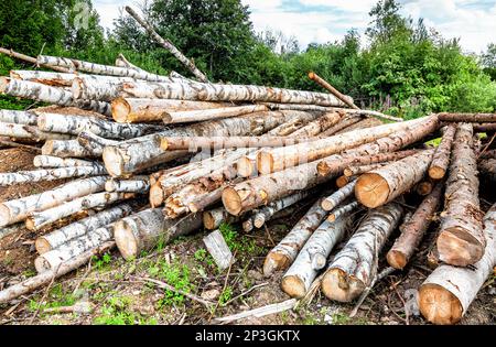 Stacked timber at the countryside in summer day. Preparing firewood for the winter. Trunks of birch and pines. Logs at a sawmill. Wood storage place. Stock Photo