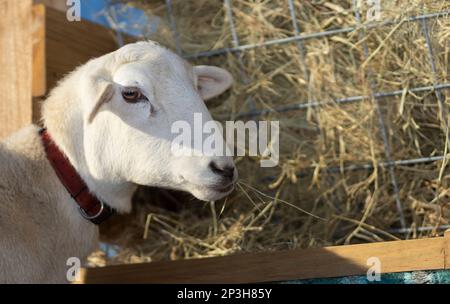 Just a Katahdin sheep so cool she is chewing on a few strands of hay Stock Photo