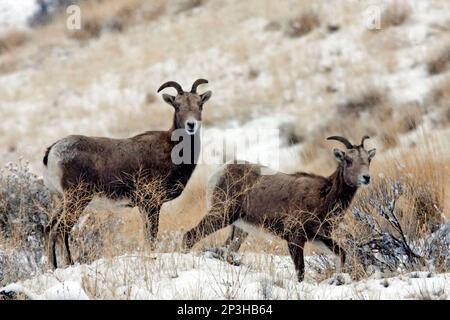 Yakima bighorn online 2