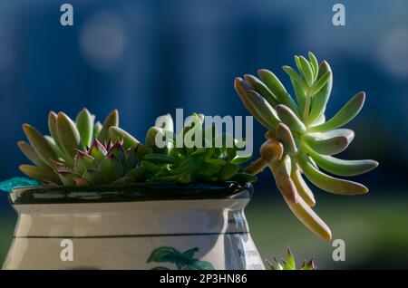 dark green succulent plants in pot isolated Stock Photo