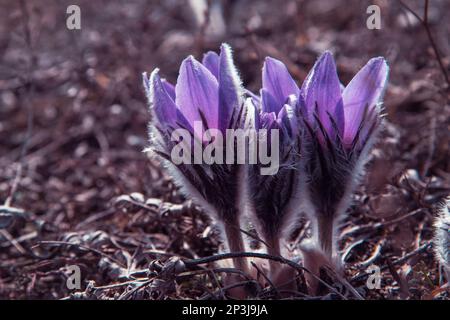 Pulsatilla halleri or pulsatilla taurica flowers in spring Stock Photo