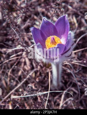 Pulsatilla halleri or pulsatilla taurica flowers in spring Stock Photo