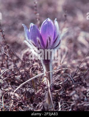 Pulsatilla halleri or pulsatilla taurica flowers in spring Stock Photo