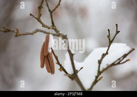 Hazel catkins on a tree branch covered with snow and ice. Forest in winter or early spring Stock Photo