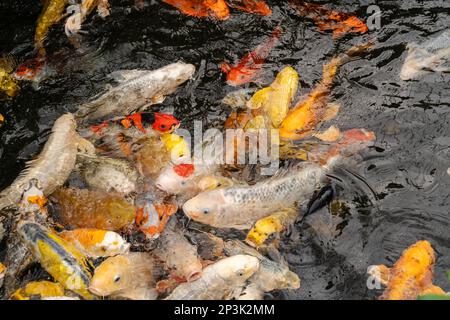 A large group of koi carp thrashing about in their pool. Stock Photo
