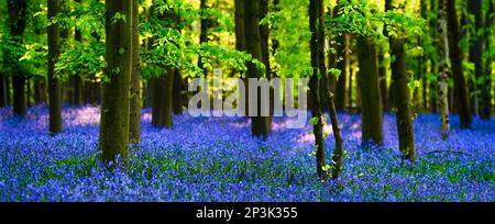 Fairytale-like forest full of bluenells ( Hyacinthoides non-scripta ) on a sunny day in spring, lush green foliage; large size, horizontal Stock Photo