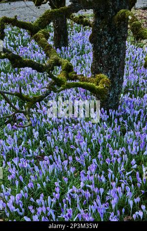 Lilac crocuses flowering underneath fruit trees in a garden. Stock Photo